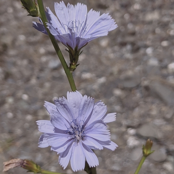 Meet your Posher, Caitlin - Picture 2 of 3